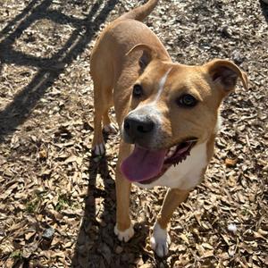 Cobra, Bulldog, adult, available for adoption