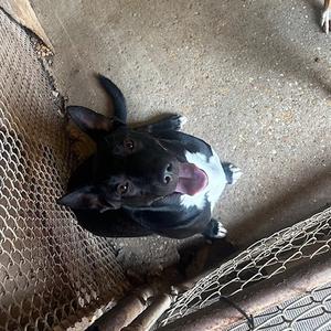 Blossom, Bulldog, adult, available for adoption