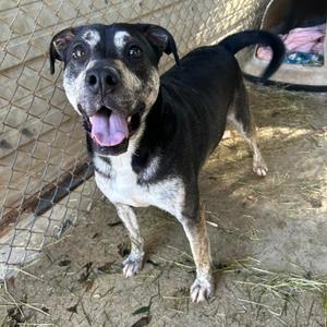 Auggie the awkward pup, Boxer, adult, available for adoption