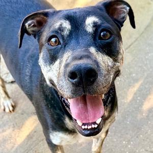 Auggie the awkward pup, Boxer, adult, available for adoption