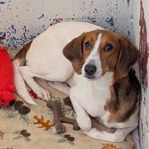 Minnie, Bloodhound, adult, available for adoption