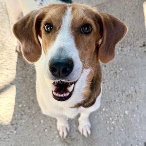 Minnie, Bloodhound, adult, available for adoption