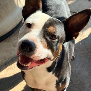 Goat, Terrier, Pit Bull, adult, available for adoption