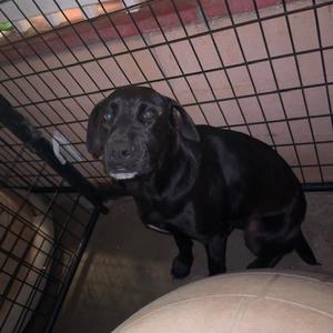 A black dog with floppy ears looking upwards while sitting in a cage-like structure.
