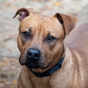 Ned, Retriever, Labrador, adult, available for adoption