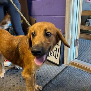 Iggy Izalea, Retriever, adult, available for adoption