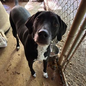 Dexter, Hound, adult, available for adoption