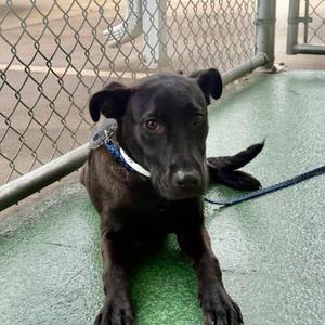 Charlotte, Retriever, Labrador, available for adoption