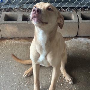 A light-colored dog sitting on a concrete surface, looking up with its head tilted, in front of a chain-link fence and cinder blocks.