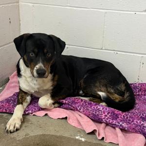 Joe, Hound, Basset, adult, available for adoption