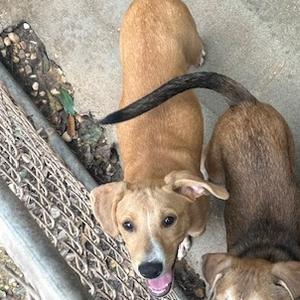 Carrie, Retriever, Black Labrador, available for adoption