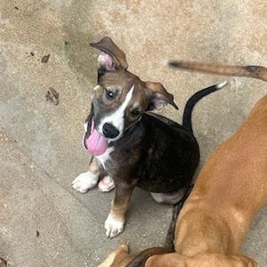 Dierks, Retriever, Black Labrador, available for adoption