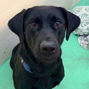 Crouton, Retriever, Black Labrador, adult, available for adoption