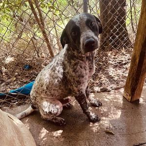 Finley, American Blue Heeler, adult, available for adoption