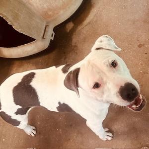 Big Ben, Terrier, American Pit Bull, adult, available for adoption