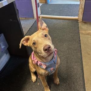 Lainey, Retriever, Yellow Labrador, available for adoption