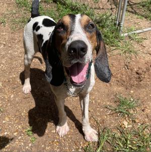 Roscoe Jenkins, Coonhound, adult, available for adoption