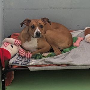 Charlie, Boxer, adult, available for adoption