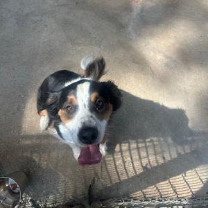 A tri-colored dog with its tongue out, looking up at the camera.