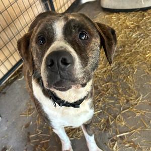 Chippy, Bullmastiff, adult, available for adoption
