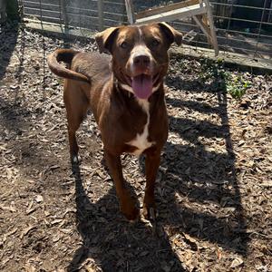Chicago, Retriever, Labrador, adult, available for adoption