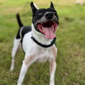Alfalfa, Rat Terrier, senior, available for adoption