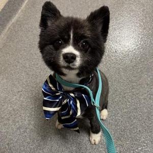 Oreo, Pomeranian, adult, available for adoption