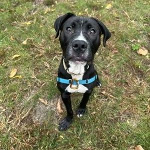 A black and white dog wearing a blue harness, standing on grass and looking up.