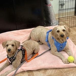 Caramel & Waffles, Goldendoodle, adult, available for adoption