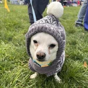 Julio, Chihuahua, adult, available for adoption
