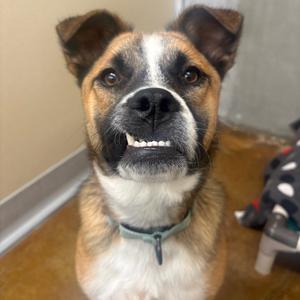 Carlito, Shepherd, adult, available for adoption