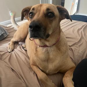 Esmerelda, Shepherd, adult, available for adoption