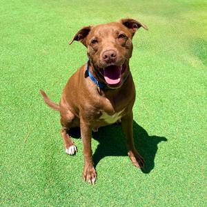 Davey, Retriever, Chocolate Labrador, adult, available for adoption