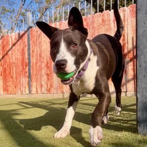 Bernie, Terrier, Pit Bull, adult, available for adoption