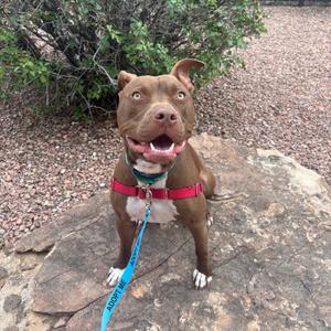 A brown dog with a red harness and blue leash sitting on a rock