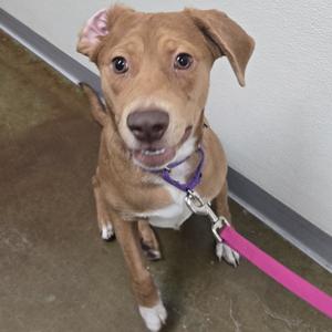 A brown and white dog with floppy ears, wearing a purple collar and a pink leash, standing on a concrete floor.