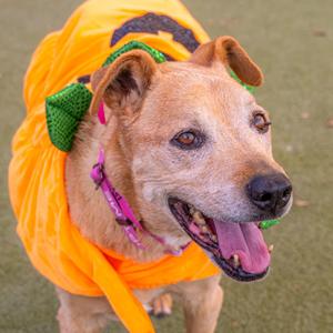 Daisy, Shepherd, senior, available for adoption