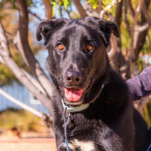 Chap, Shepherd, German, adult, available for adoption
