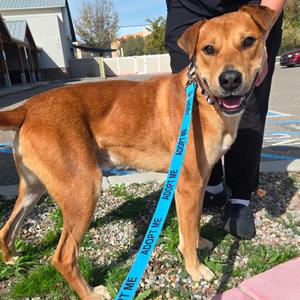 Brody, Retriever, Labrador, adult, available for adoption