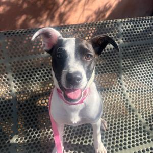 Dragon fruit, Cattle Dog, available for adoption