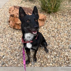 Henshawe, Collie, Border, adult, available for adoption