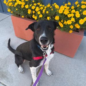 Finn, Collie, Border, adult, available for adoption