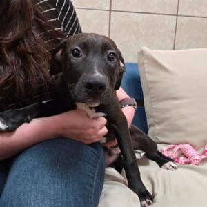 Druid, Retriever, Black Labrador, available for adoption