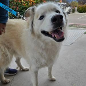 A happy, fluffy white dog with blue eyes and a black nose is standing on a sidewalk. The dog is wearing a leash with a blue tag that says "ADOPT ME". The background shows a paved area with some greenery and a person's legs visible on the left side.