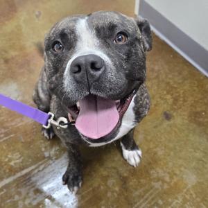 Barbie, Terrier, Pit Bull, senior, available for adoption