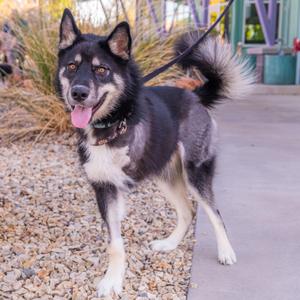 A black and white dog with a fluffy tail standing on a gravel path, looking at the camera with its tongue out.