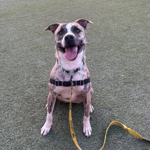 A happy dog with a brindle coat and white markings is sitting on a green artificial turf surface. The dog is wearing a black harness and a yellow leash. Its mouth is open, and its tongue is out, giving it a joyful expression. The dog's ears are perked up, and it appears to be looking directly at the camera.