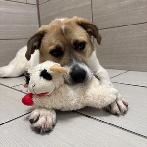 A dog lying on a tiled floor with a stuffed animal toy in its mouth.