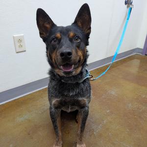 Geralt, Cattle Dog, Australian (Blue Heeler), adult, available for adoption