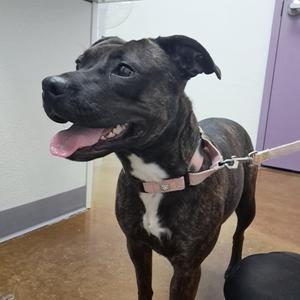 Fran, Terrier, Pit Bull, adult, available for adoption